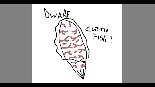 cool n cute invertibrates: dwarf cuttlefish