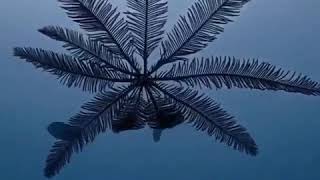 Download This Is A Rare Glimpse Of A Swimming Feather Star Crinoid . Video MP3 This Is A Rare Glimpse Of A Swimming Feather Star Crinoid .