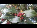 Kafal tree and fruit bayberry of india and nepal  the thaat
