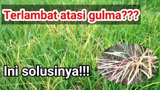 Uji coba Herbisida RUMPAS untuk gulma gagajahan pada tanaman padi