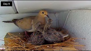 Highlights of Mourning Doves from Eggs to Fledgling Chicks
