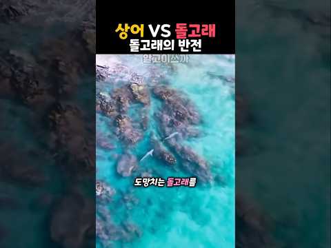 돌고래의 <strong>반전</strong>