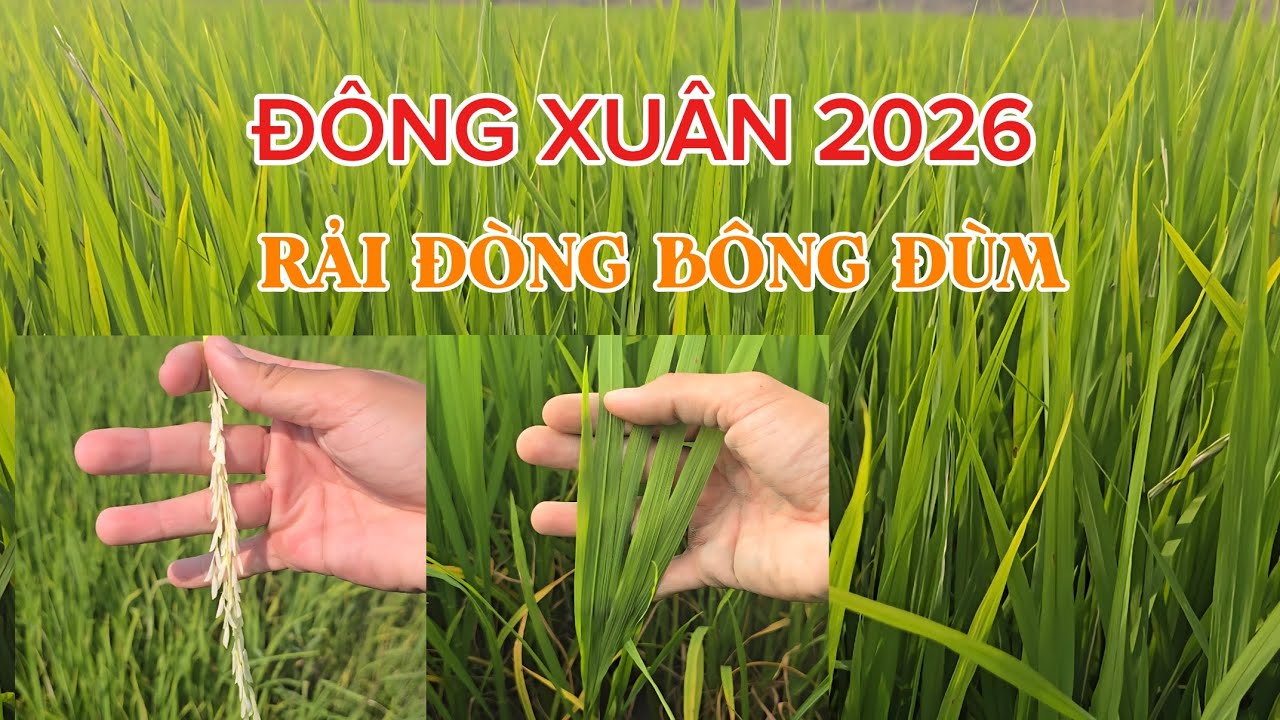 CÔNG THỨC PHÂN ĐÔNG XUÂN-RẢI ĐÒNG BÔNG ĐÙM, TRỔ RỘ NĂNG SUẤT CAO