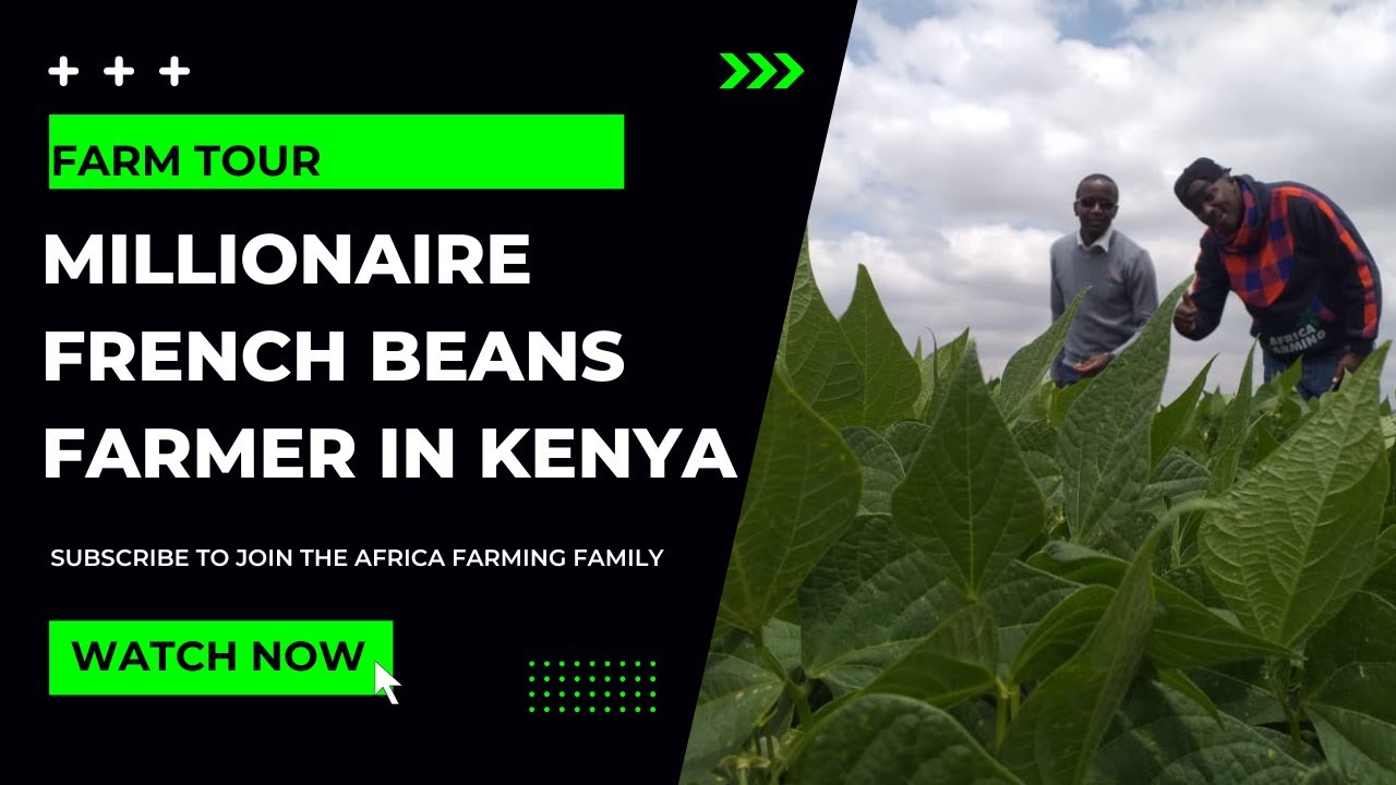 French Beans Farming: From Seed to Harvest | AFRICA FARMING (FARM TOUR ep 4)