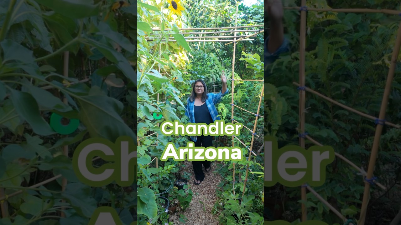 Gardening in Arizona