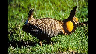 Great American Outdoors Act: Benefiting the American People and the Attwater's Prairie Chicken