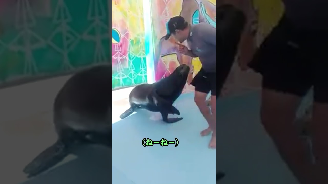 人間をからかうアシカ