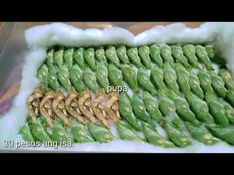 LIFE CYCLE OF BUTTERFLY |MARINDUQUE PROVINCE butterfly capital of the Philippines @-tgc- LIFE CYCLE OF BUTTERFLY |MARINDUQUE PROVINCE butterfly capital of the Philippines @-tgc-