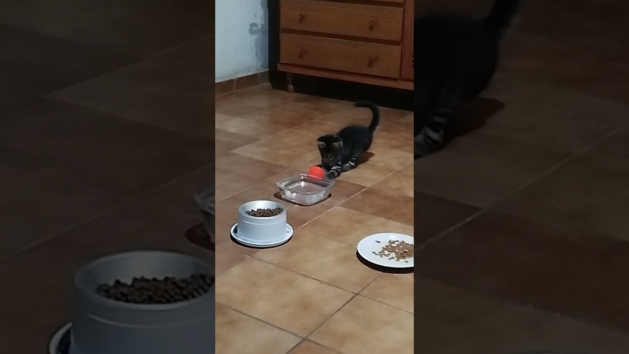 A brincadeira de bolinha continua. Sushi e Pacato 🏀🐈‍⬛🥎🐈❤️ 