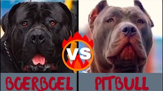 African Boerboel vs Pitbull
