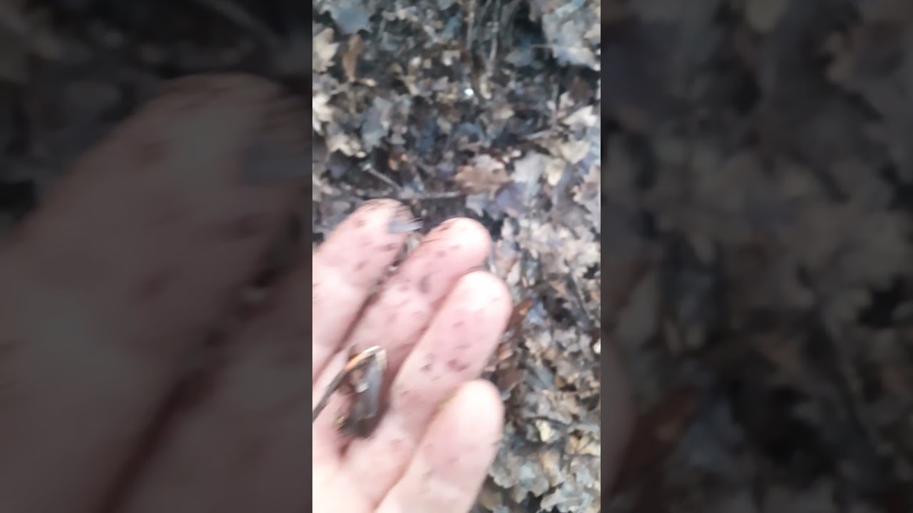 A Tolgyfa szaporítása avagy így készül a saját erdonk