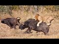 Apex Predators Of The African Wild | Africas Deadliest | Real Wild