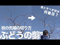 ぶどうの剪定 -枝の先端の切り方-【初心者向け】