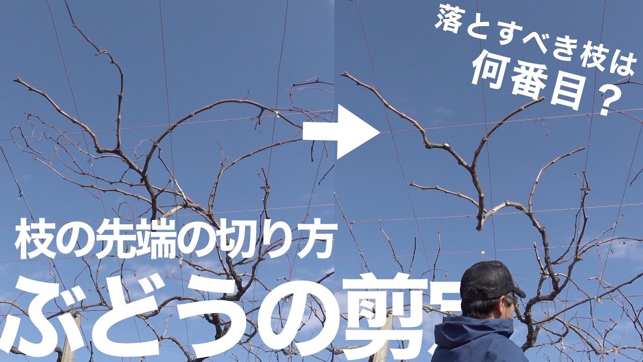 ぶどうの剪定 -枝の先端の切り方-【初心者向け】