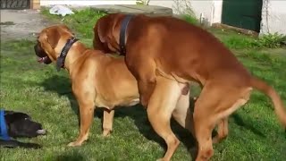 Dog mating | dog mating in session | animal mating