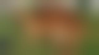 Dog mating | dog mating in session | animal mating