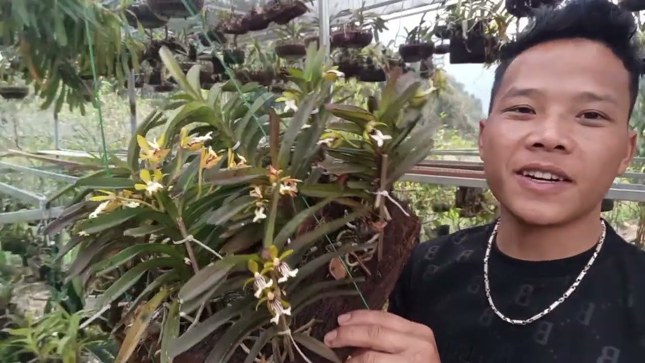 18/2 Zalo 0822681162a thái bán lan rừng thuần đùi gà, cáo,van đa uyên ương đẹp nhiều nụ 