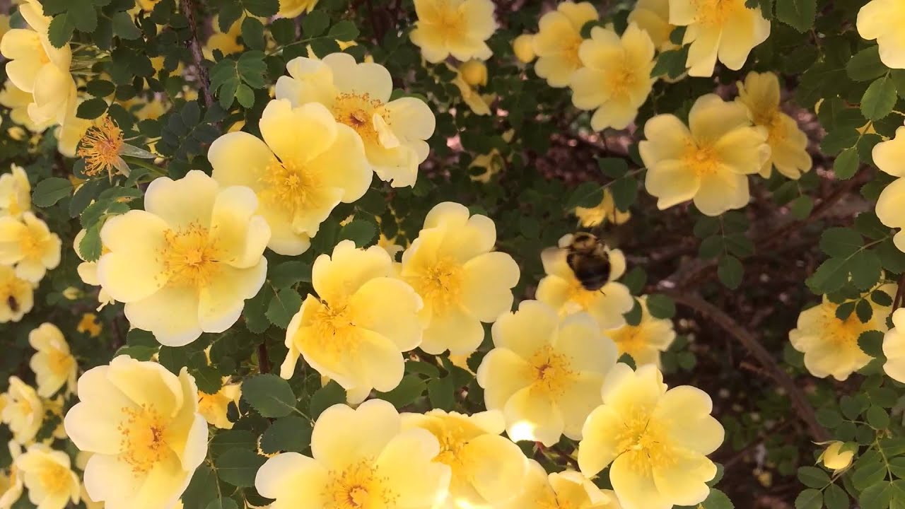 A Bee Drunk on Nectar Pollinates Wild Yellow Roses