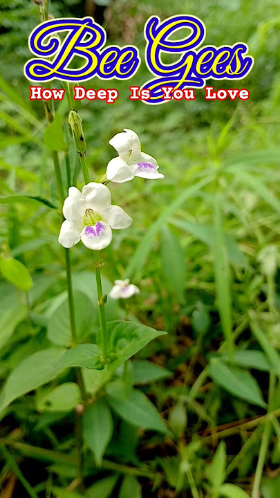 How Deep Is Your Love . Bee Gees #nostalgia #music #iloveindonesia #bumiayutoday #bandlegendaris