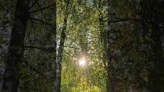 🍂Is This the Most Beautiful Autumn Sunset Ever? screenshot 4