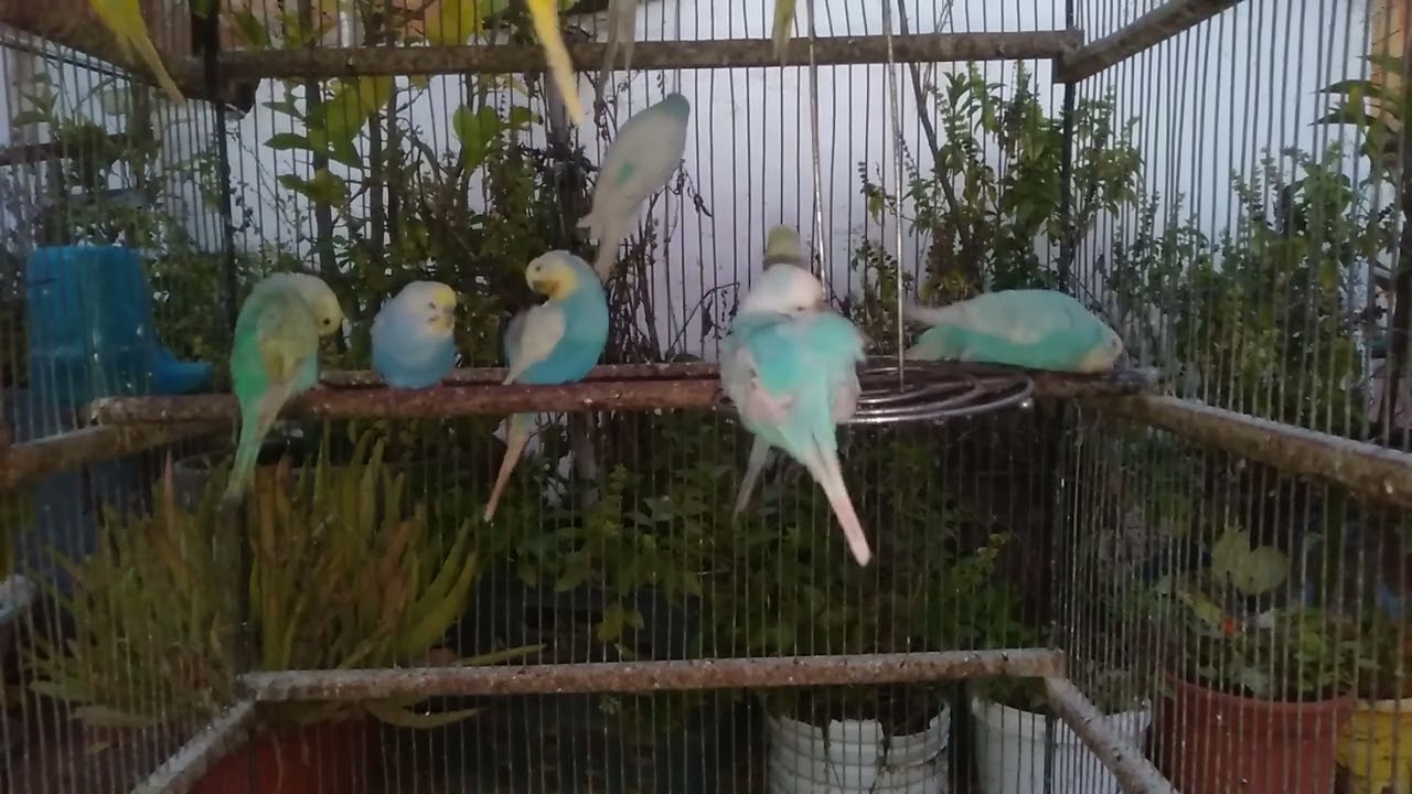 The Sweetest Bird Bonding Moment Ever 💕