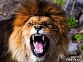 مهما شفت من غدر البشر أبقى شامخ وبدون ردود