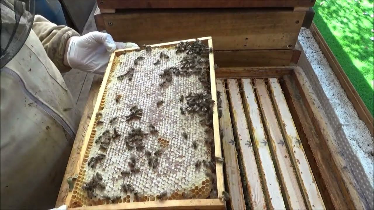 Völker Durchsicht im September