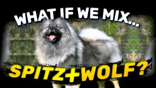 WolfSpitz  Cute Fluffy Wolf | Characteristics