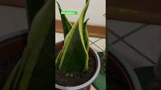 Satisfying growing Snake Plant at home #snakeplantcare #shorts #shortvideo #indoorplant #satisfying