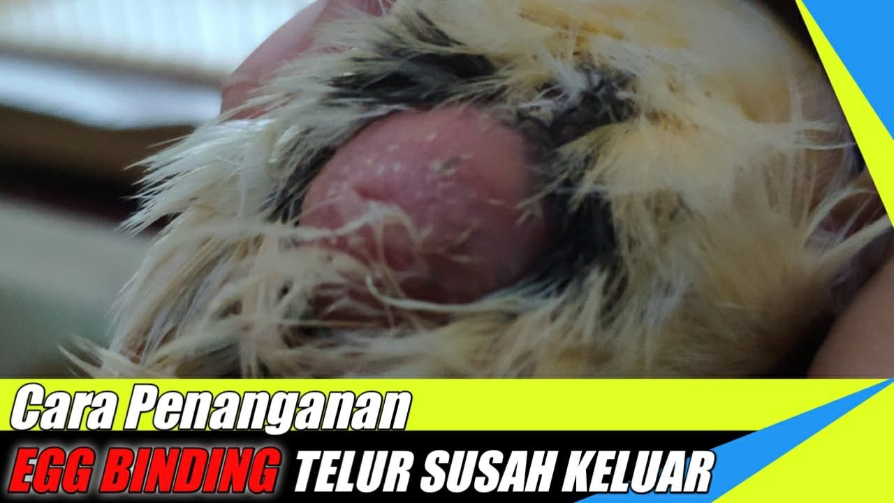 cara menangani egg binding pada burung kenari