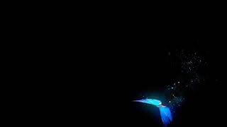 Mentahan kupu - kupu