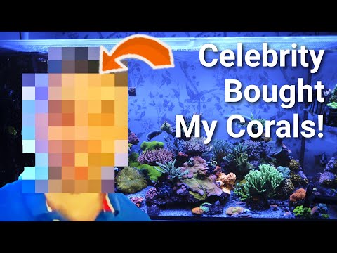 I Sold Corals To A Famous Person! Red Sea Reefer Peninsula 500 41 Month Update.