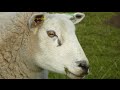 Horses and Sheep and their amazing Eye Movements