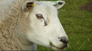Horses And Sheep And Their Amazing Eye Movements