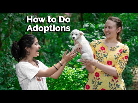 How to Do Adoptions? | How to find a home for your dog | Find a home for my cat