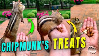 Wild Chipmunk Eating Treats off Person’s Hand