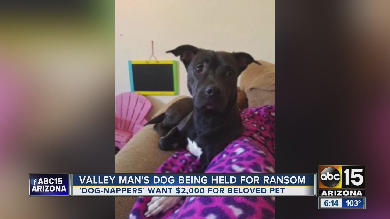 Man says his dog was held for ransom; suspects asked for 2k YouTube