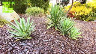 Agave Angustifolia - A medium sized Agave with a dense rosette, used to make mezcal.