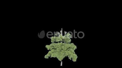 Tree Conifer Growing 4 | Motion Graphics - Envato elements