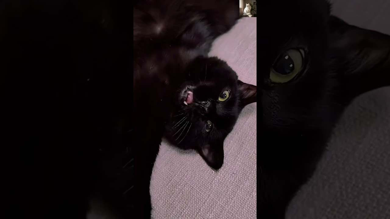 Cats Hate the Vet 😂 