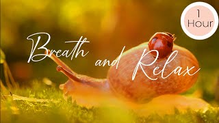 Nature's Rhythm: Soothing Insect Orchestra and relaxing music for Deep Relaxation