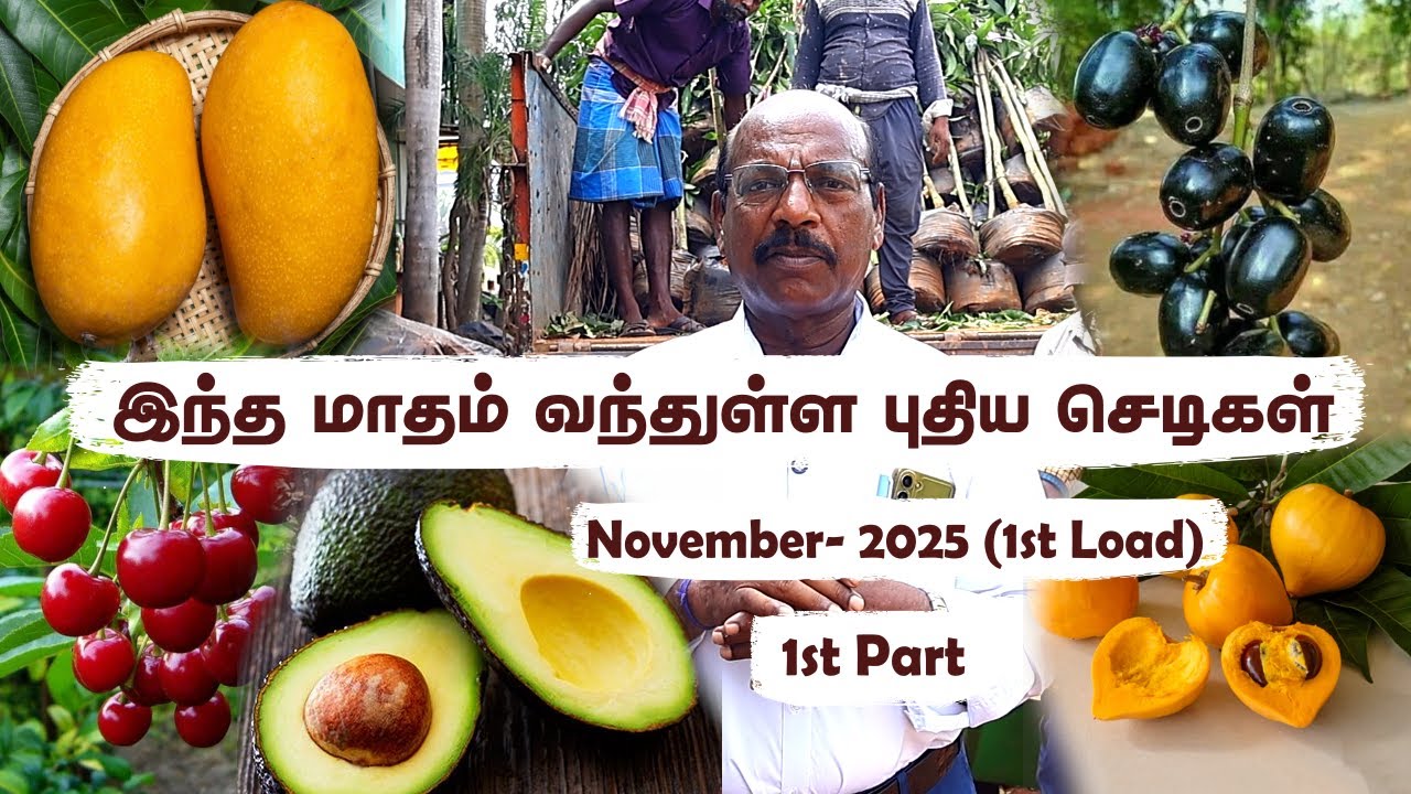 🤯New Load Arrived! | 1/2 வருடத்தில் பழம் தரும் வளர்ந்த மா மரங்கள் & அரிய செடிகள் | Greenland Nursery