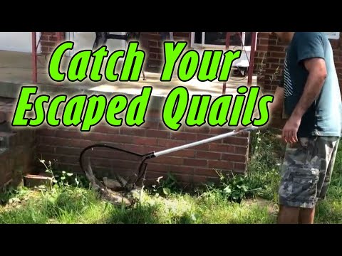 How to catch your Escaped Quails | Easy tips to catch Escaped Quail Birds