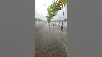 Béc xòe phun mưa 360 GIÁ RẺ tưới vườn nho tầm phun rộng dễ lắp đặt