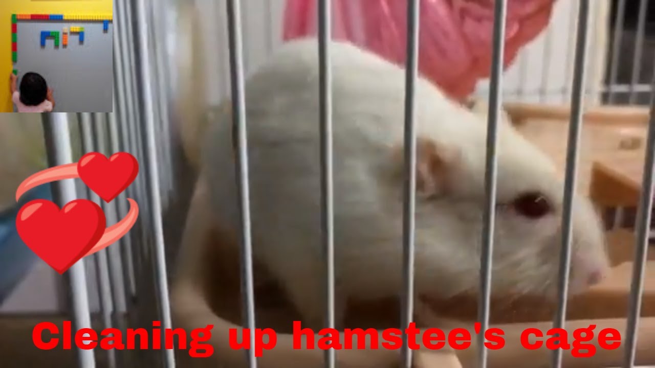 diy sangkar hamster