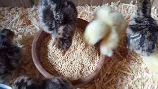 Chirping Chicks: How These Tiny Creatures Communicate screenshot 4