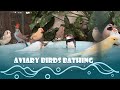 Aviary Birds Bathing