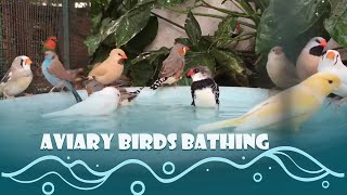 Aviary Birds Bathing