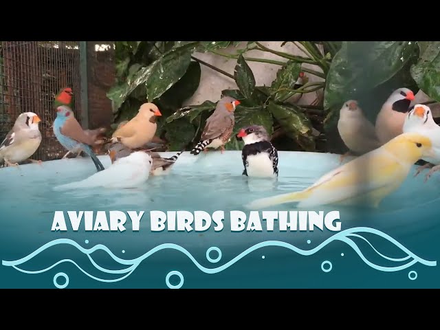 Aviary Birds Bathing class=