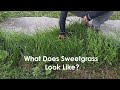 What Does Sweetgrass Look Like?